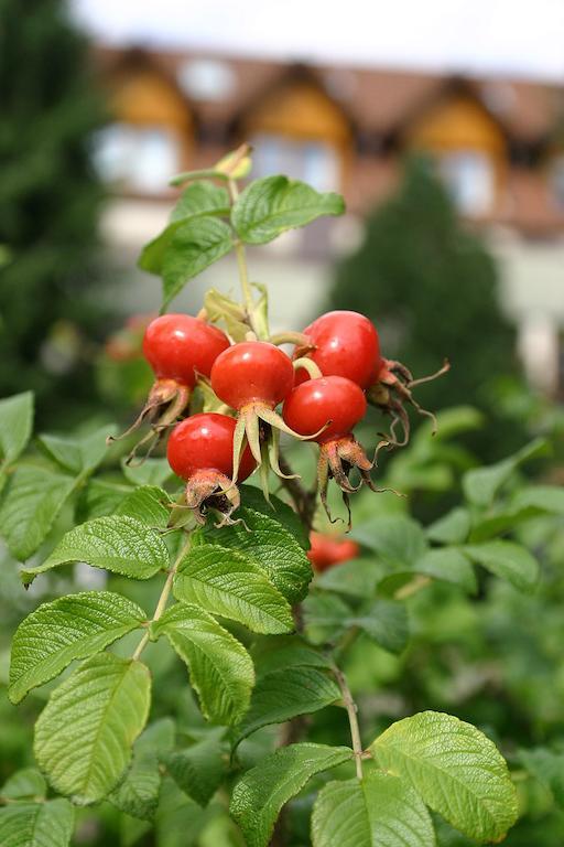 Landhotel Reckenberg Stegen Zewnętrze zdjęcie
